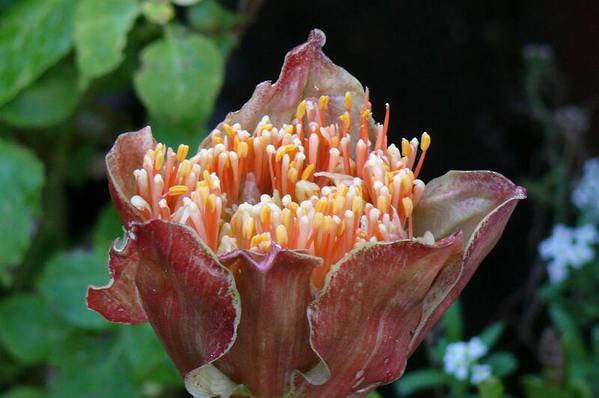 Scadoxus puniceus natalensis - \'Paintbrush Lily\'